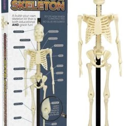 Cheap ๐ FUNTIME Skulls Anatomical Skeleton | KIT ๐งจ