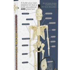 Cheap 🛒 FUNTIME Skulls Anatomical Skeleton | KIT 🧨 -Halloween Decor Sale funtime anatomical skeleton kit 2 4119b38c 188c 4cbd b370 15247333286b 700x700