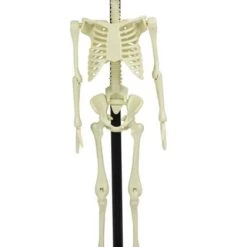 Cheap 🛒 FUNTIME Skulls Anatomical Skeleton | KIT 🧨 -Halloween Decor Sale funtime anatomical skeleton kit 3 1d78da9c 55e9 4f72 aed8 20e290419bc2 700x700