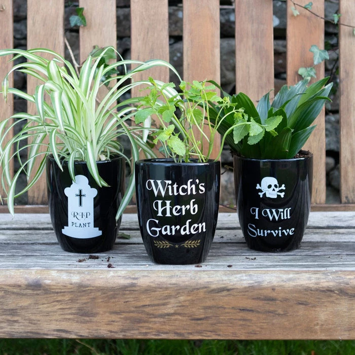 Best Pirce π₯° GOTHIC GIFTS All RIP Plant | GOTHIC PLANT POT π 4 Best Pirce π₯° GOTHIC GIFTS All RIP Plant | GOTHIC PLANT POT π - Image 2