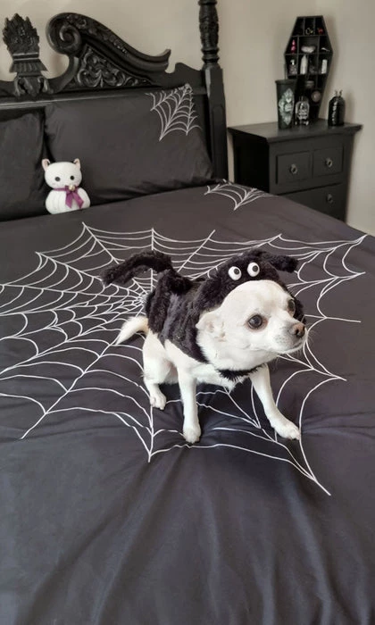 Cheapest โ HELLS BLANKETS Gothic Homewares Web Of Nightmares | QUEEN QUILT SET ๐คฉ 6 Cheapest โ HELLS BLANKETS Gothic Homewares Web Of Nightmares | QUEEN QUILT SET ๐คฉ - Image 4