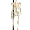 Flash Sale 😀 REX LONDON Gothic Homewares Anatomical | SKELETON MODEL ⌛ -Halloween Decor Sale homewares anatomical skeleton model 1 f5f995df b56a 45ec bc34 786d6fe40b2b 700x700